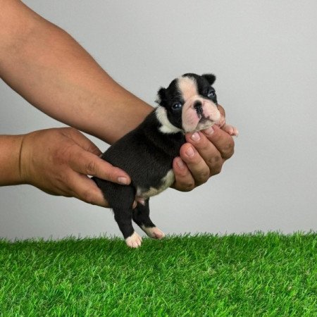 Boston Terrier