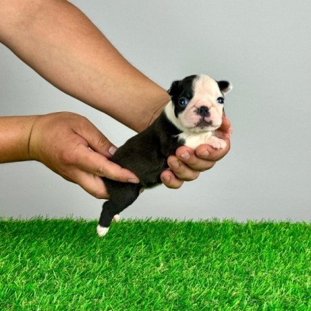 Boston Terrier