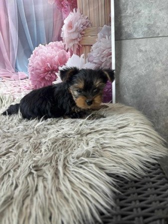 Yorkshire terrier