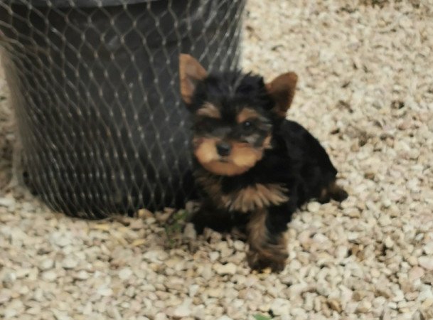 Yorkshire Terrier