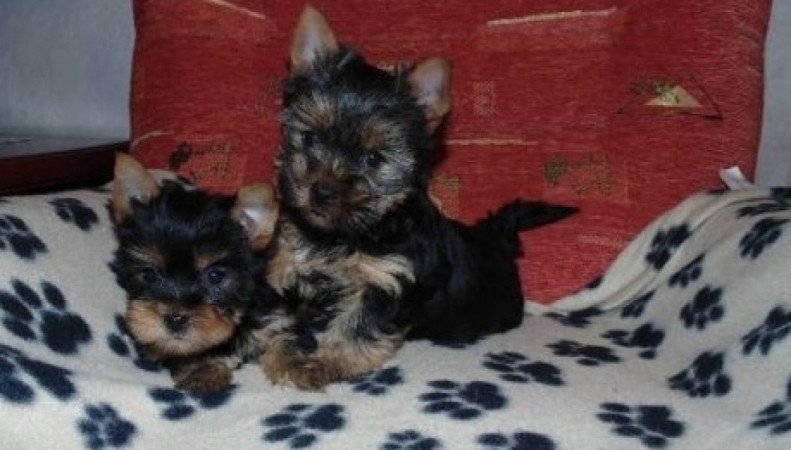 Yorkshire Terrier