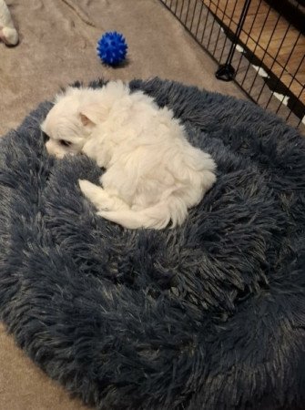 Máltai selyemszőrű