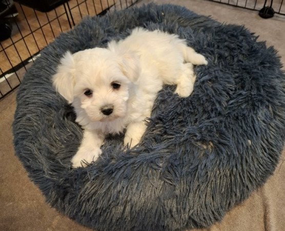 Máltai selyemszőrű