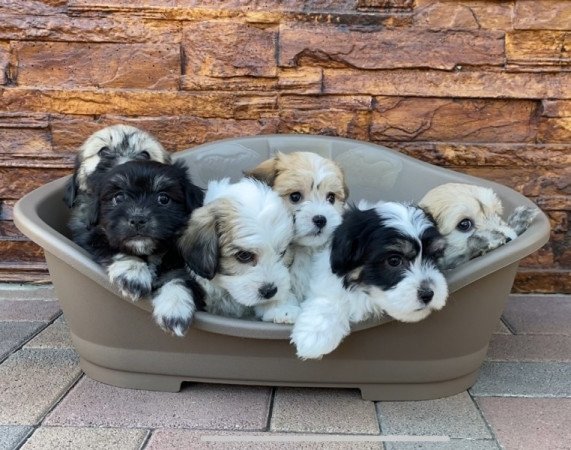 Bichon Havanese