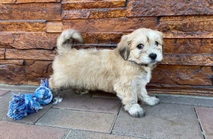 Bichon Havanese