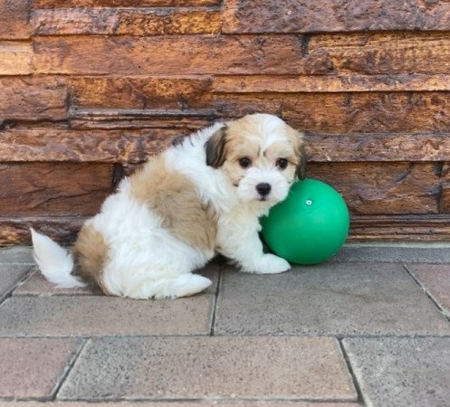 Bichon Havanese