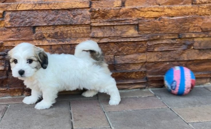 Bichon Havanese