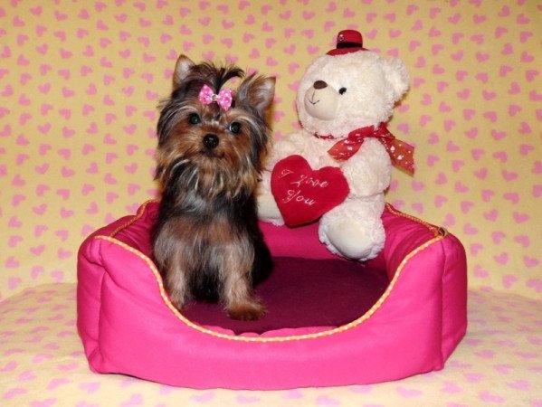 Yorkshire Terrier, Yorki