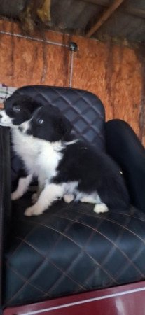Border collie