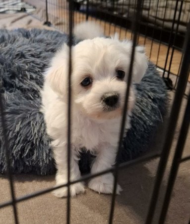 Máltai selyemszőrű