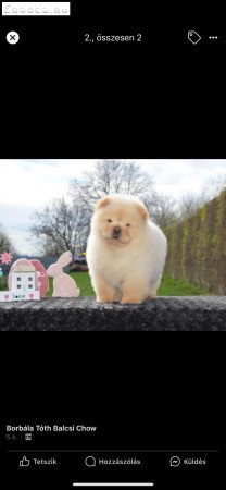 Eladó fajtiszta csau csau kölykök