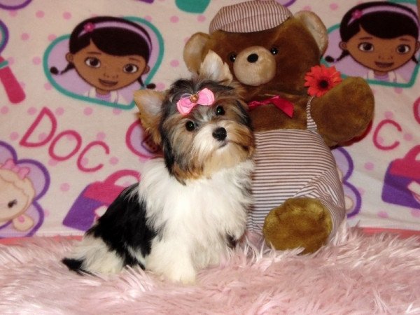 Biewer Yorkshire Terrier Yorki