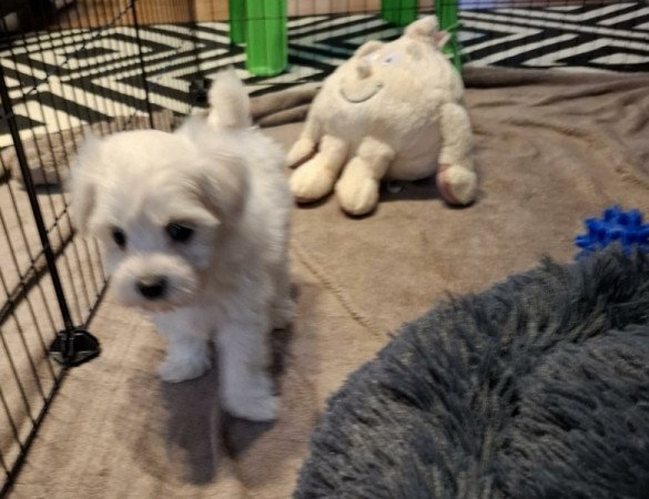 Máltai selyemszőrű