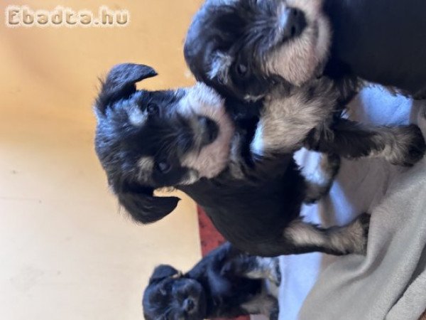 Törpe schnauzer kiskutya