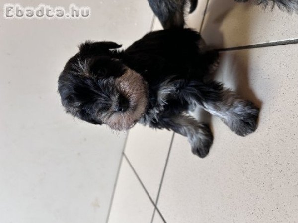 Törpe schnauzer kiskutya