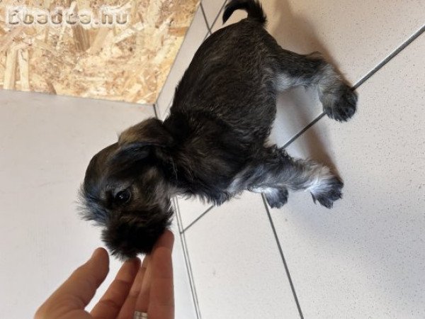 Törpe schnauzer kiskutya