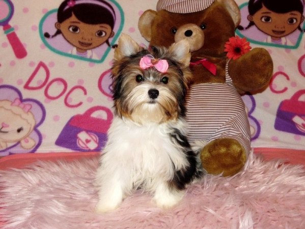 Biewer Yorkshire Terrier Yorki