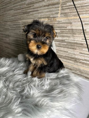 Yorkshire terrier