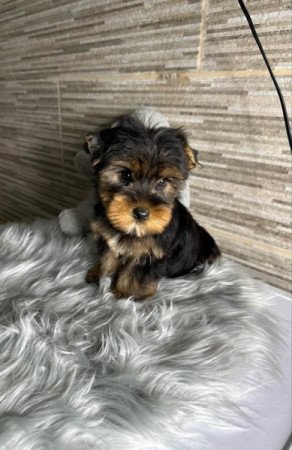 Yorkshire terrier