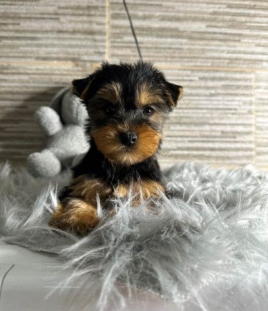 Yorkshire terrier