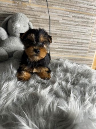 Yorkshire terrier