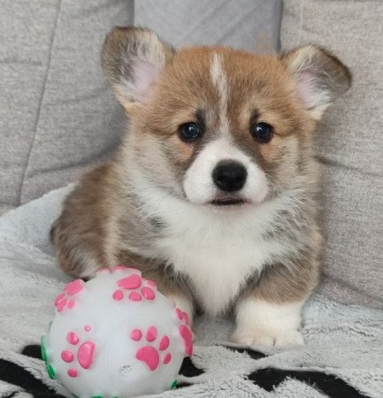 Welsh Corgi Pembroke