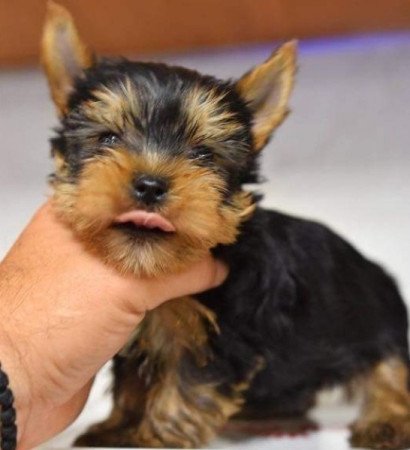 Yorkshire Terrier