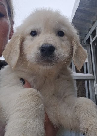 Golden retriever