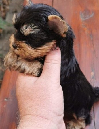 Yorkshire Terrier