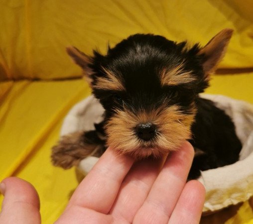 Yorkshire Terrier