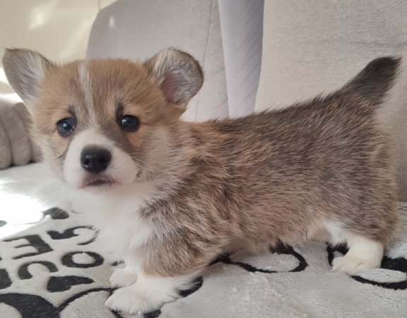 Welsh Corgi Pembroke