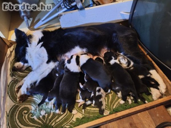 Border collie kiskutyák előjegyezhetőek!
