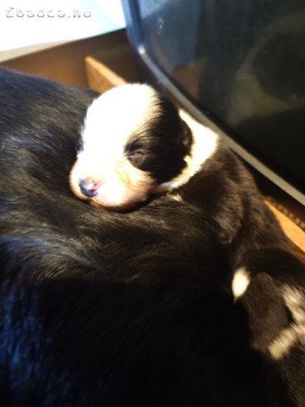 Border collie kiskutyák előjegyezhetőek!