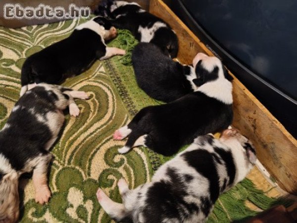 Border collie kiskutyák előjegyezhetőek!