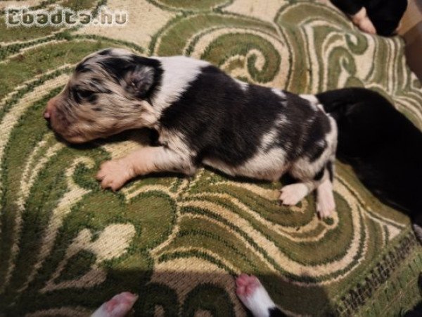 Border collie kiskutyák előjegyezhetőek!