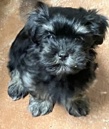 Bichon havanese