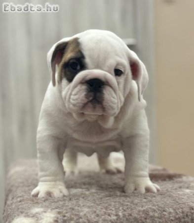 Angol bulldog kiskutyák
