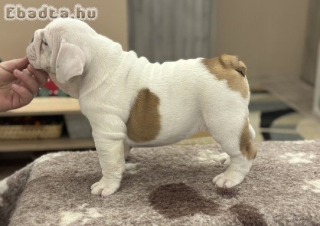Angol bulldog kiskutyák