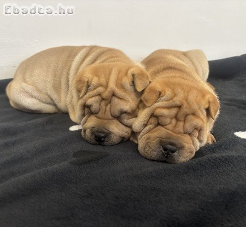 Sharpei kislányok