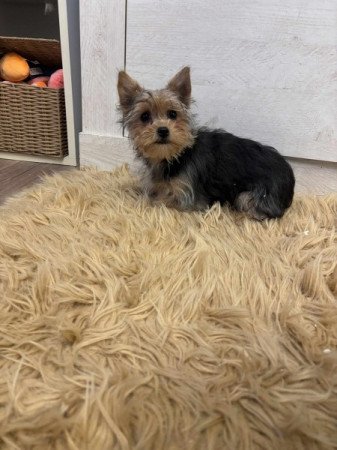 Yorkshire terrier