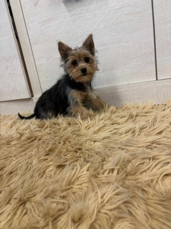 Yorkshire terrier