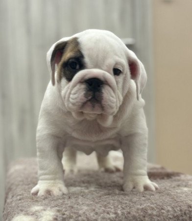 Angol bulldog