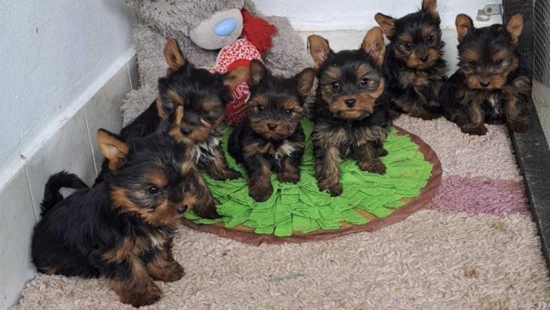 Yorkshire terrier