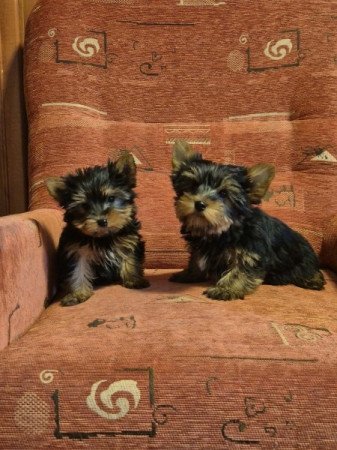 Yorkshire terrier