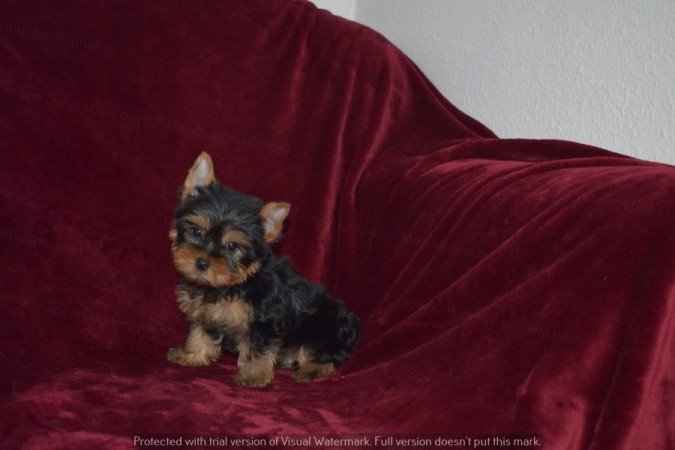 Yorkshire terrier