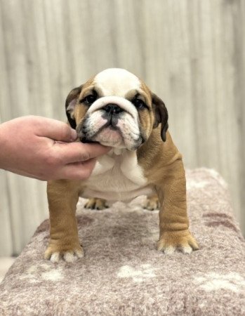 Angol bulldog