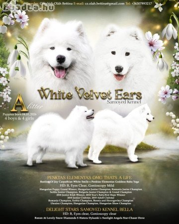 Törzskönyves szamojéd kutyusok eladók
