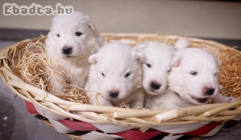 Törzskönyves szamojéd kutyusok eladók