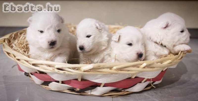 Törzskönyves szamojéd kutyusok eladók