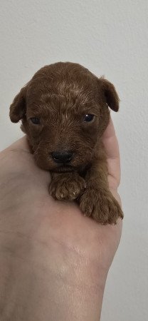 Red toy és törpe fajtiszta jellegű uszkár kiskutyák eladók